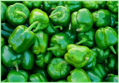 Green Capsicum